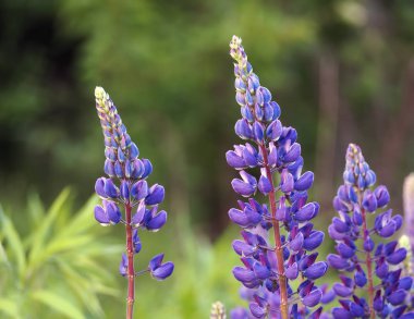 Çiçek acı bakla çiçeği mavi yakın çekim