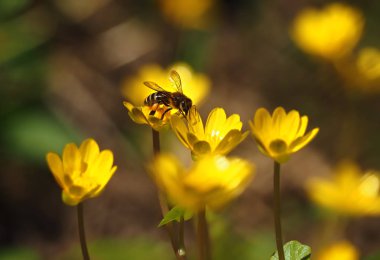 Sarı çiçeklere oturan arı