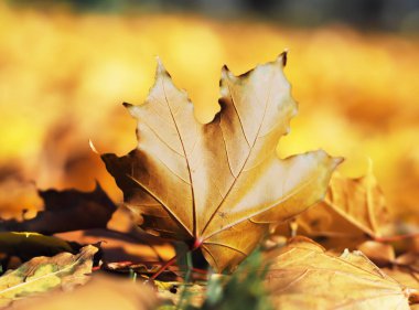 Akçaağaç yaprağı parlak ve renkli