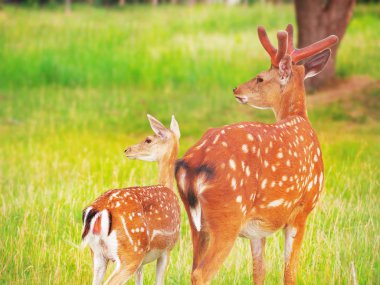 Çayırdaki geyik şirin.