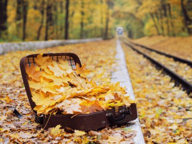 Sarı akçaağaç dolu çanta yere bırakır