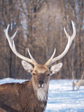 Güneş yakın çekim karlı ormanı geyik