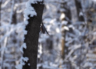 Kuş sıvacı kuşu serin ağacında, poz aşağı bakıyor