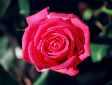 Yağmur yakın çekim yeşil çim arka plan, sonra yükseldi