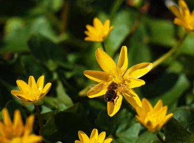 Güneş, çayır, parlak çiçek uçan arı