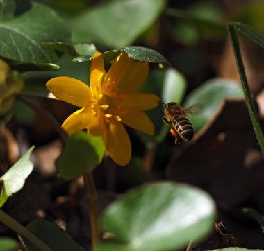 Parlak sarı çiçek çayır uçan arı