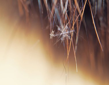 Kar tanesi güzel renkli arka plan makro üzerinde