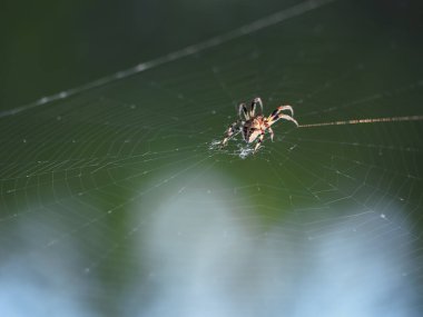 Örümcek sittig net yakın çekim renkli orta 