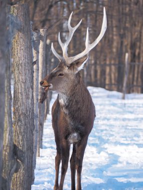 Güneş yakın çekim karlı ormanı geyik