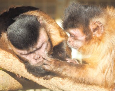 Maymun kırmızı güneşe yakın çekim