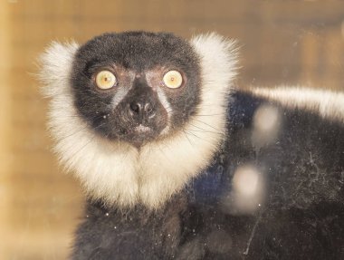 Maymun kırmızı güneşe yakın çekim