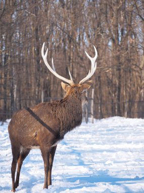 Güneş yakın çekim karlı ormanı geyik