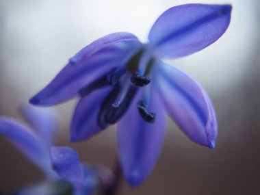 Kardelen ilk bahar parlak çiçek, makro bırakır