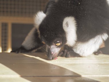 Maymun kırmızı güneşe yakın çekim