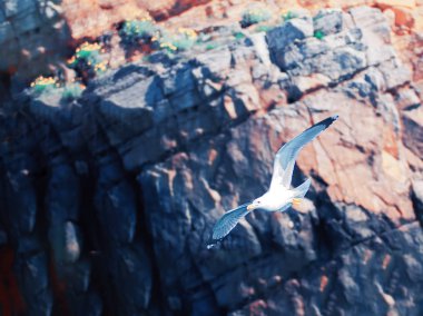 Denize yakın dağların üzerinde uçan martı