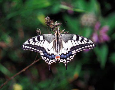 Beyaz kelebek machaon kapatmak kadar üstten görünüm 