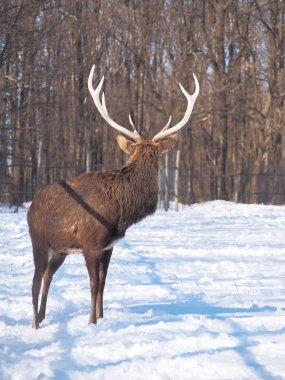 Güneş yakın çekim karlı ormanı geyik