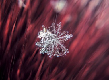 Kar tanesi güzel renkli arka plan makro üzerinde