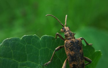Kahverengi hata sola arıyorsunuz
