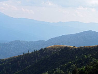 Carpatian dağlar yeşil orman 