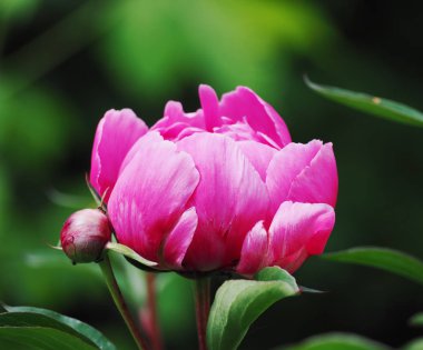 Yeşil çim yakın çekim, pembe çiçek