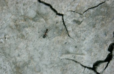 Karınca deprem uzak çalışıyor