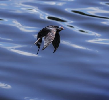 Uçuş göl üzerinde yutmak