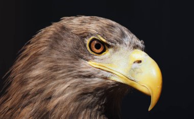 Kartal tehlikeli portre baş görünümünden sağ tarafında izole