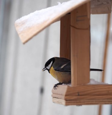 Baştankara sarı Mısır Gaga, besleyici oturuyor