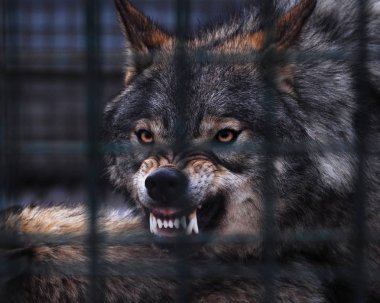 Büyük beyaz dişleri ile gri tehlikeli kurt