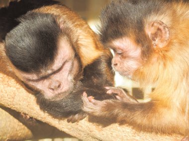 Maymun kırmızı güneşe yakın çekim