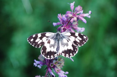 Kelebek galathea melanargia şirin yeşil çimen