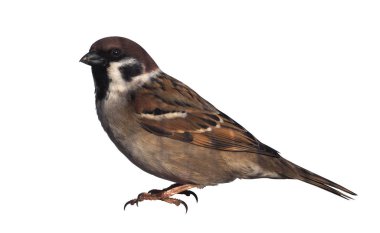 Serçe beyaz izole güneşe