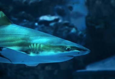 Köpekbalığı mavi su, yakın çekim