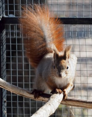 Kızıl sincap kafes içinde oturan