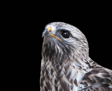 Şahin ihbarı izole yakın çekim arama