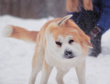 Köpek akita Inu, kar