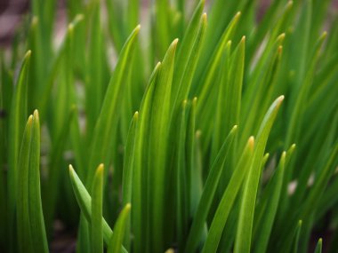 Yeşil orman çim yakın