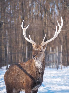 Güneş yakın çekim karlı ormanı geyik