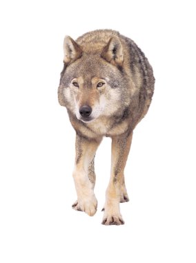 Gri tam boy şirin çalışan kurt