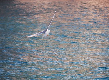Denize yakın dağların üzerinde uçan martı