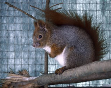 Kızıl sincap kafes içinde oturan