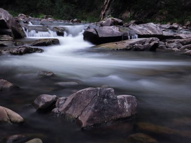 Şelale yeşil yağmurlu çam ormanı, carpatian Dağları 
