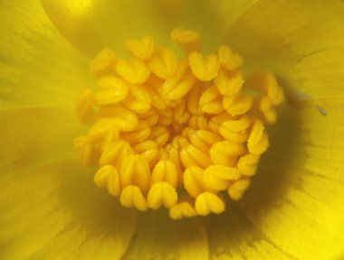 Sarı kır çiçeği makro çiçeği