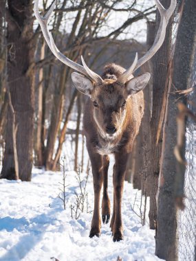 Güneş yakın çekim karlı ormanı geyik