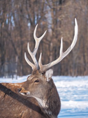 Güneş yakın çekim karlı ormanı geyik