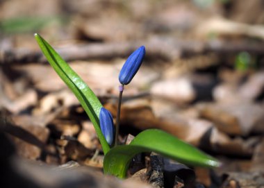 Kardelen ilk bahar parlak çiçek, Güneş 
