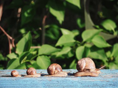 Salyangoz kahverengi mavi ahşap yarış yeşil kağıt yönü