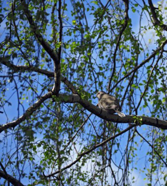 Huş ağacı oturan güvercin