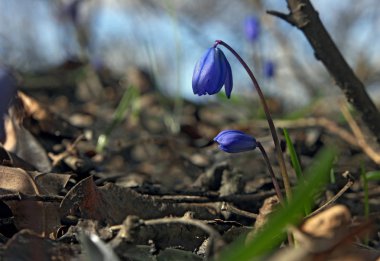 Kardelen tarih Pzr çocuk ile